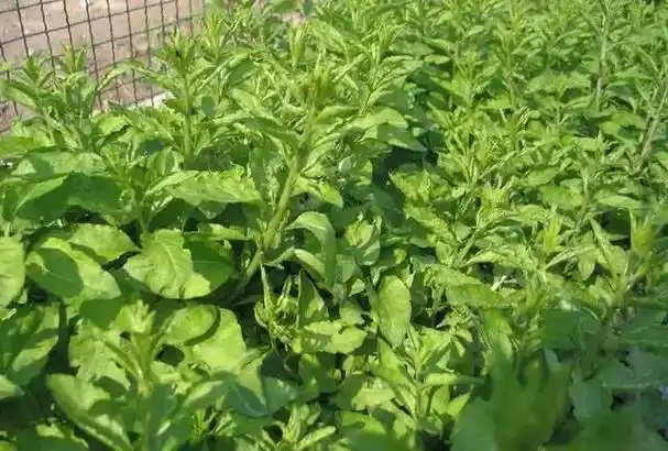 紫金农村这种随处可见的野菜,竟然是抗癌大王?转发收藏.