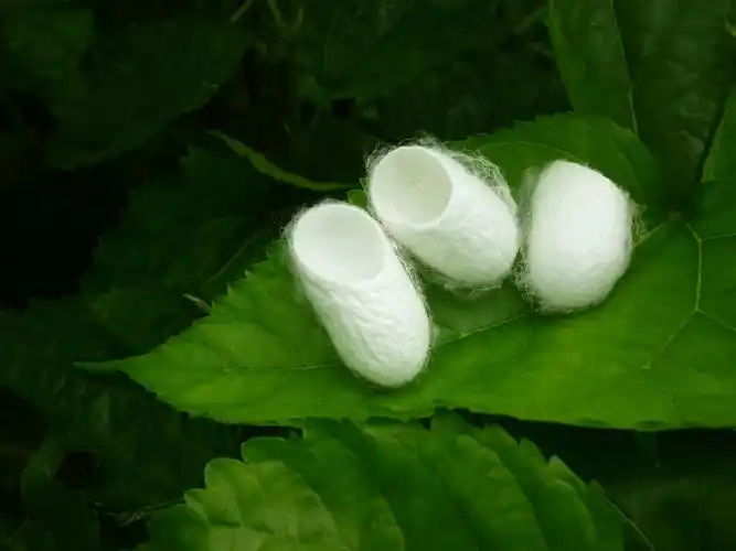 配 方:蚕茧(连蛹)10枚,或乱丝绵15克.