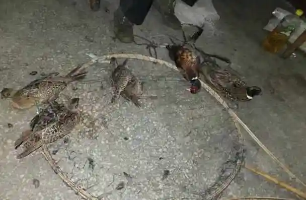 就这么简单的陷阱也能抓到野鸡,这小伙也确实是厉害.