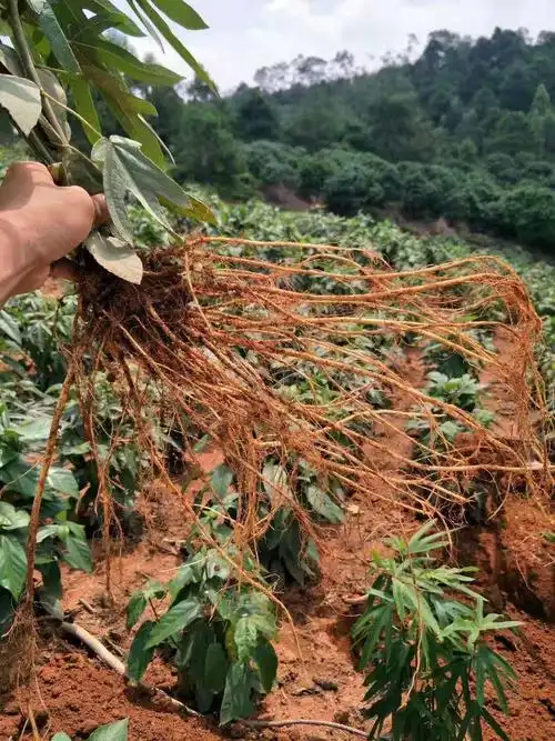 供应中药五指毛桃 云南五指毛桃苗批发 提供五指毛桃种植技术