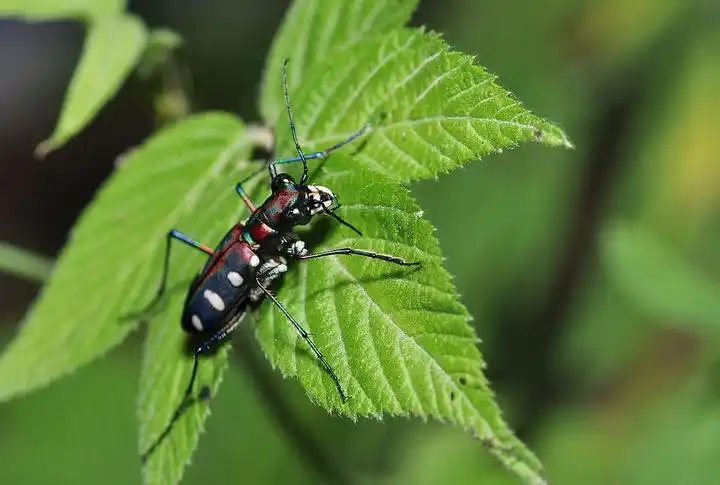 寻虫记八星虎甲