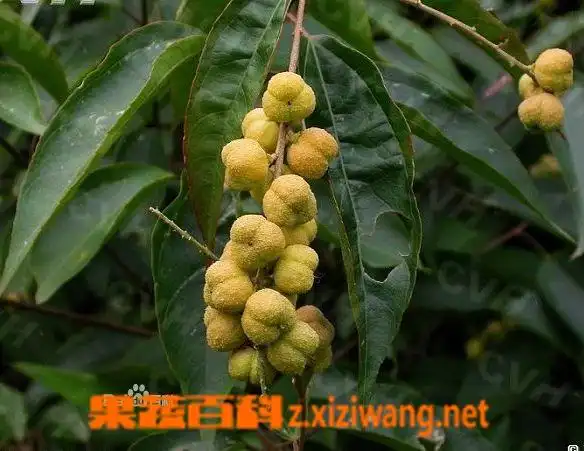 巴豆的功效与作用_怎么吃_巴豆的药用价值与副作用_果蔬百科全说z.