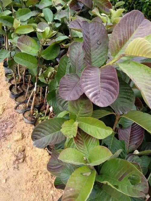 供应大厅  种子种苗  番石榴苗  商品详情 生于荒地或低丘陵上;[2]