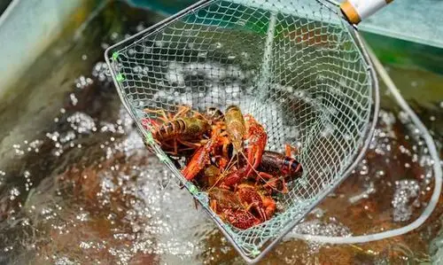 深藏闺中的江苏金湖,县域1/3都是水,小龙虾夜市充满烟火气