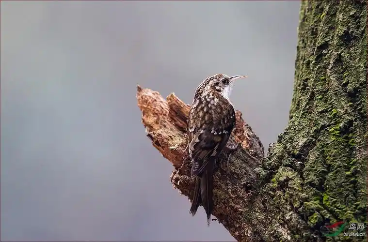 霍氏旋木雀----祝版主和老师们小年快乐! - 林鸟版 鸟网