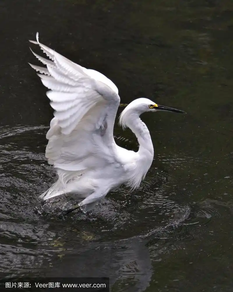 白鹭鸟的特写侧面视图在水与展开的翅膀显示白色的羽毛,头,喙,眼睛