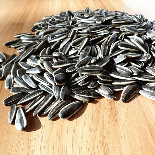 生瓜子 内蒙古生葵花籽新货河套五原炒原味熟葵花子新鲜散装5斤装