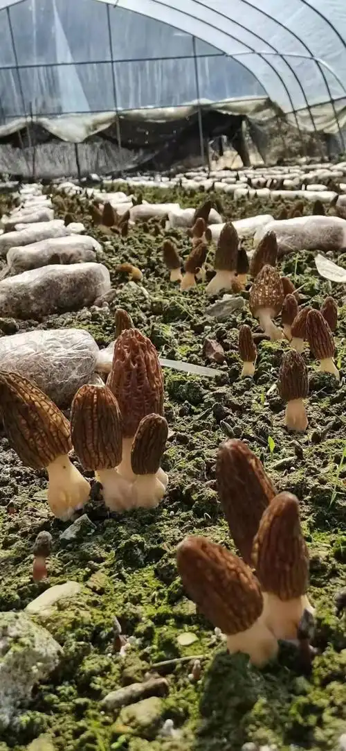 有毒的鹿花菌与羊肚菌外形颇为相似,经常因为野外采集误食而引起中毒