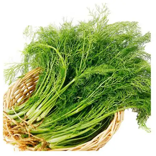 新食尚 小茴香菜新鲜 茴香叶子 蔬菜 2kg【图片 价