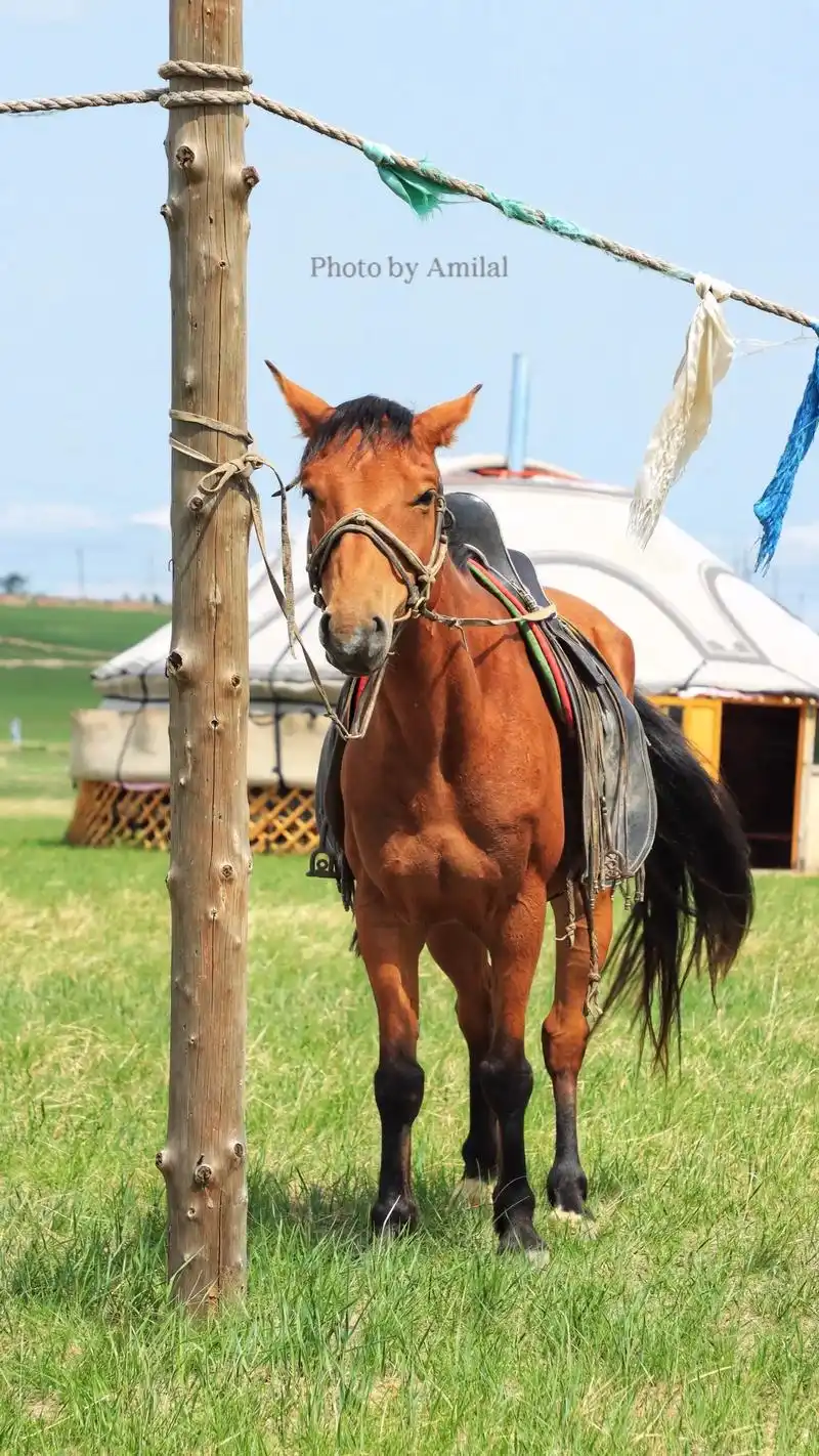 赛马 #蒙古马 #内蒙古风景 # - 抖音