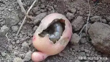 马铃薯的种植技术,你都知道吗?看完这些,你就明白了!