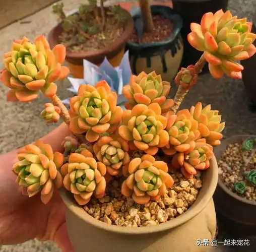 8养护多肉马库斯,想要长出好状态,那做好这几件事是非常重要的,这样