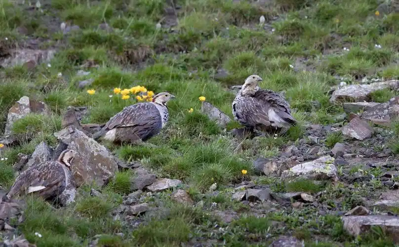 天山神鸟……暗腹雪鸡