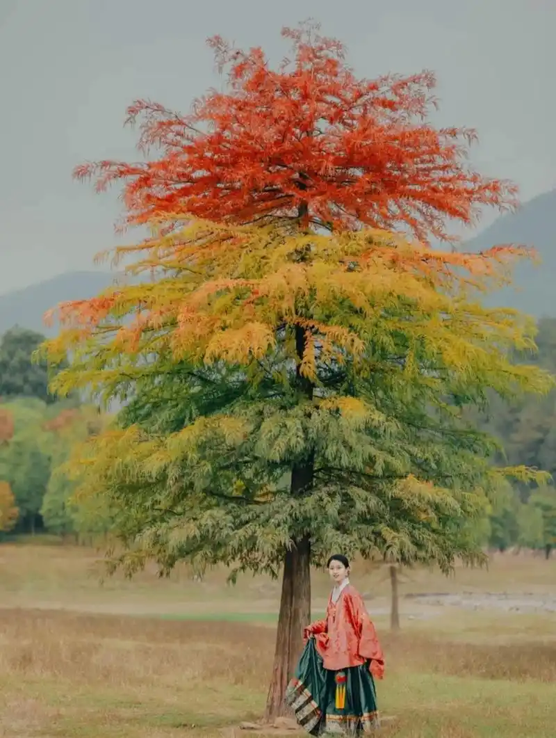 这树长的也太好看了吧!