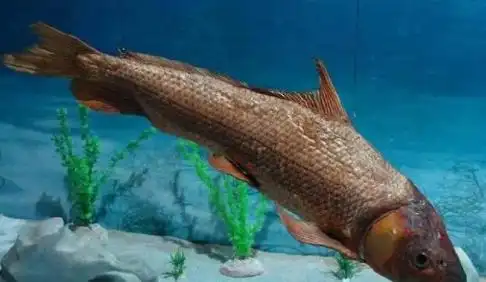 长江胭脂鱼又名火烧鳊,世代栖息于长江之中,其体型从小到大有一变态