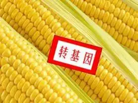中国有没有转基因玉米,中国有转基因玉米种吗