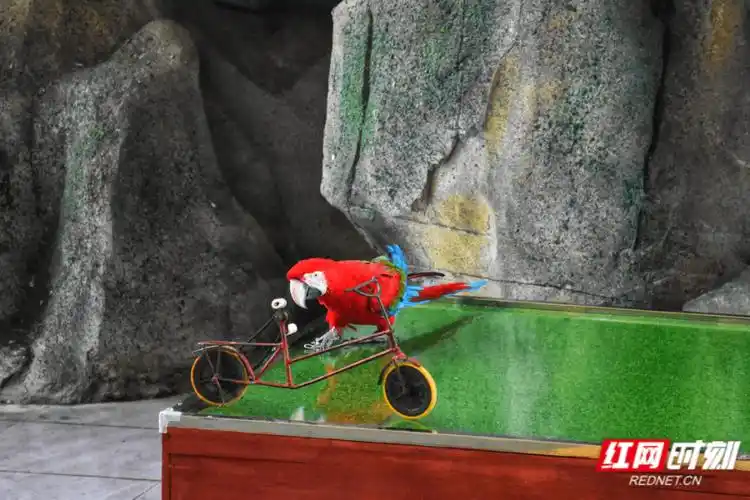 今春踏青去哪玩光明蝶谷飞鸟乐园开园3600余只名贵鸟类等你观赏