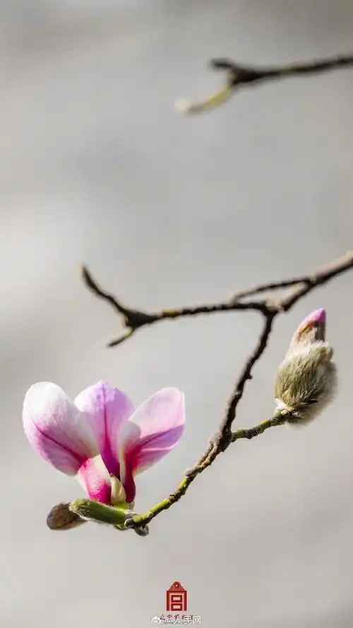 故宫玉兰花开壁纸##故宫春花壁纸合集##有一种意境叫