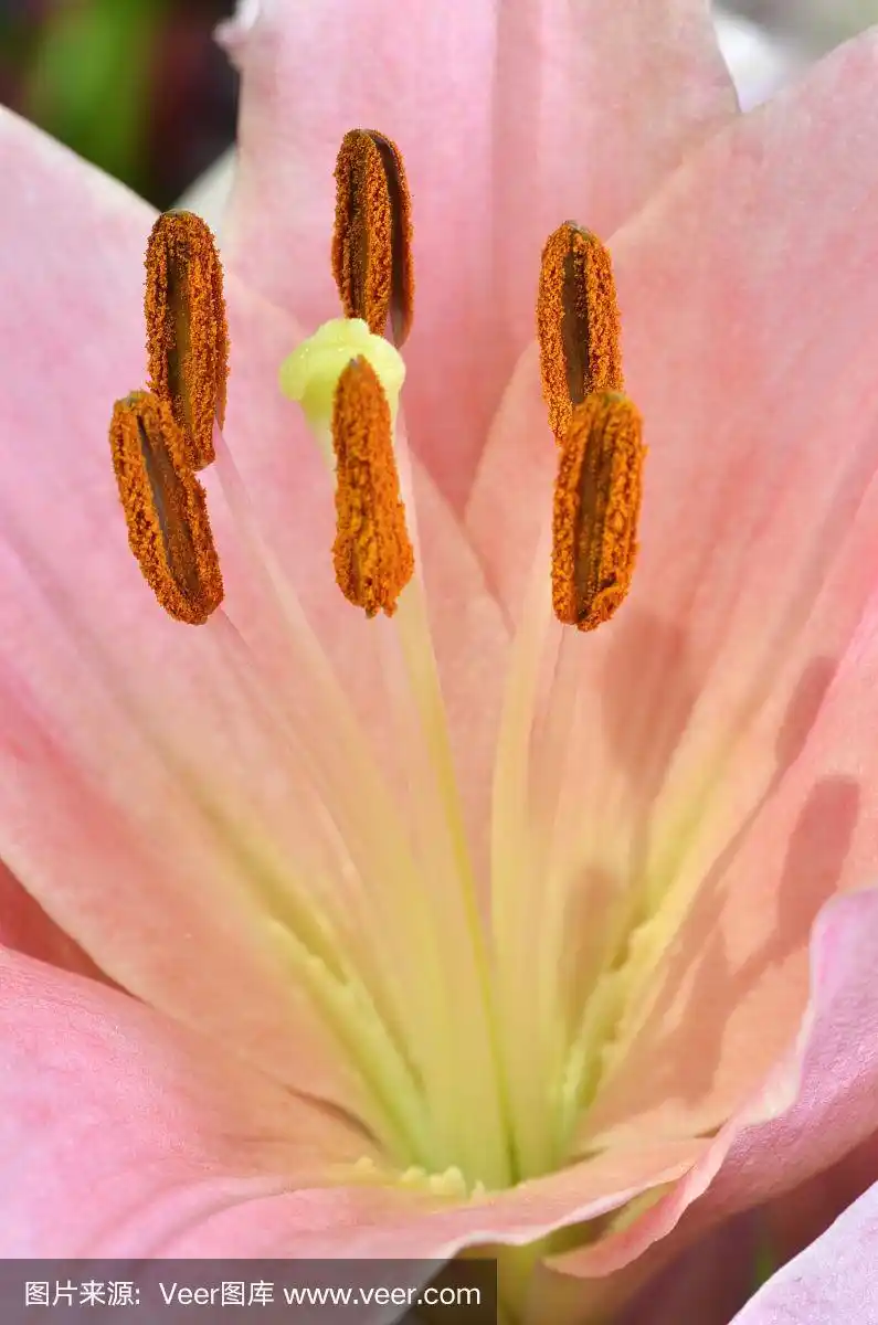 白色百合花的雄蕊和雌蕊