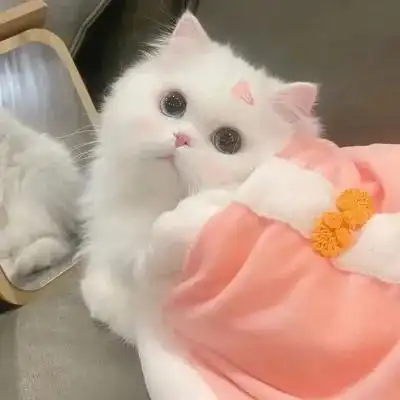 2023年宠物图片头像_动物头像_头像屋