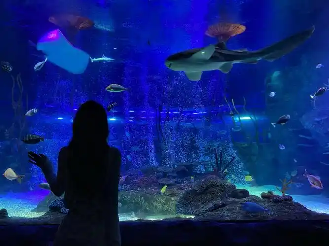 沈阳k11海洋探索中心