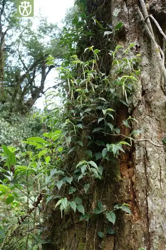 piper sintenense小叶爬崖香【g】2016-12-04xx-yn dsc00398.