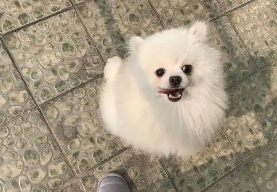 开心时的博美犬,都有这几个举动,你家狗有吗?