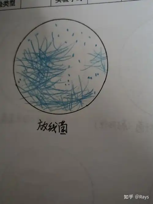 微生物绘图作业