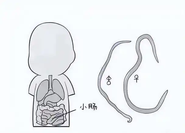回顾几十年前几乎人人肚子都有的蛔虫为何现在没听说过了
