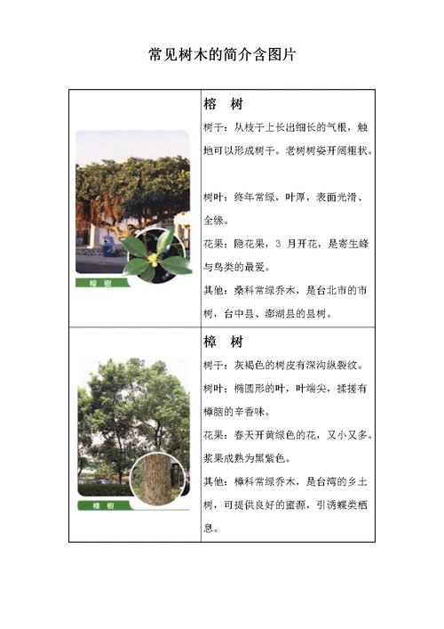小朋友常见树木的简介含图片.doc 4页