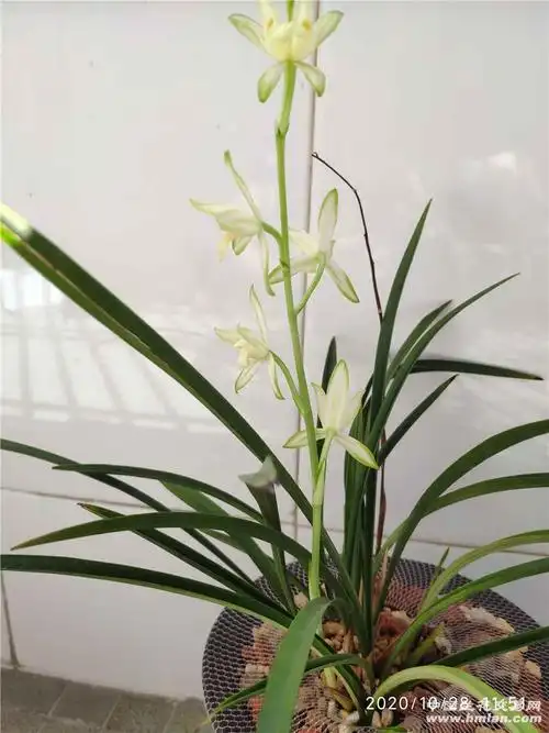 建兰国色天香-建兰篇-中国兰花交易网社区