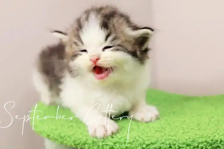 西伯利亚森林猫  #小奶猫  #治愈系笑容  闷热夏日午后给这个黑虎斑