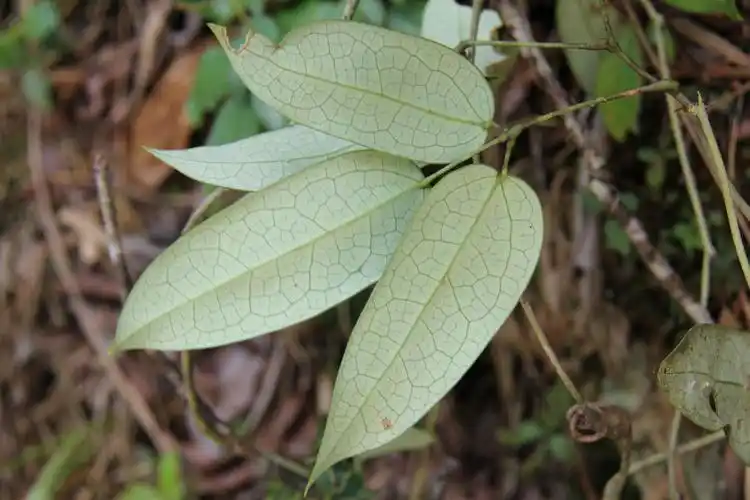 庆元植物1323-木通科-野木瓜属-显脉野木瓜