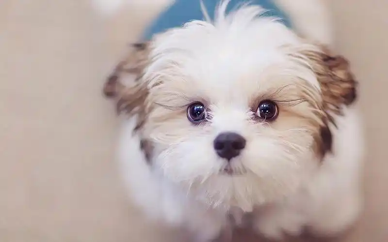 可爱狗狗壁纸_萌萌哒的可爱狗狗_动物壁纸