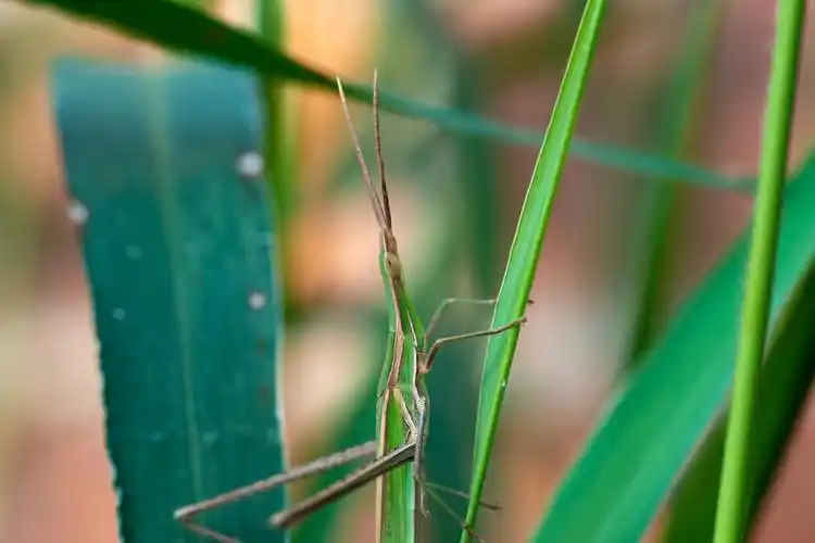尖头蚱蜢