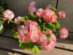 天竺葵金叶双色