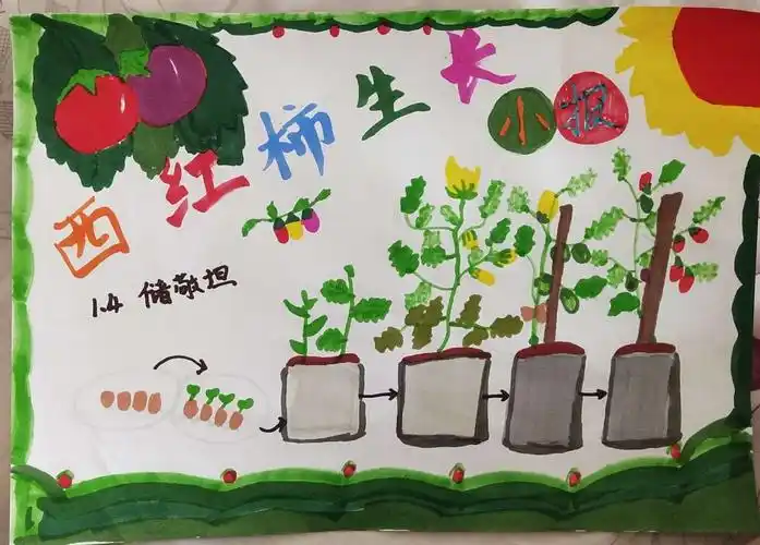 一,二年级的小同学观察记录了西红柿,葫芦等常见植物的生长过程.