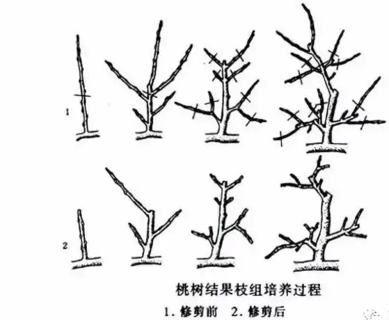 桃树整形修剪技术八培养和修剪结果枝组