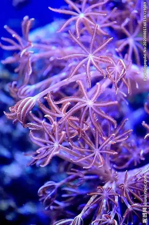 珊瑚摄影图__图片素材_其他_摄影图库_昵图网nipic.com