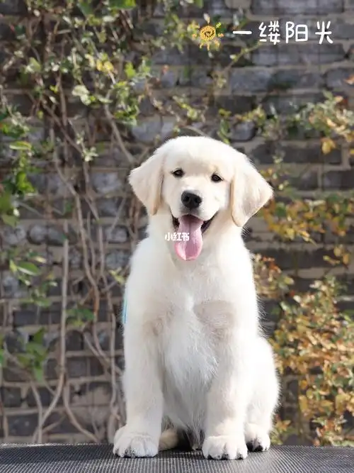 奶油色金毛宝宝有多美