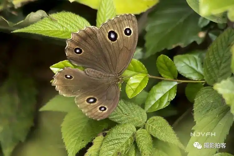 135,蛇眼蛱蝶【江苏农科院】136,深山珠弄蝶【江苏句容】137,生灰蝶