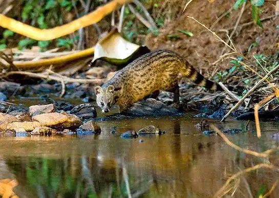 "小灵猫"是生活在东南亚及南亚的一种麝猫