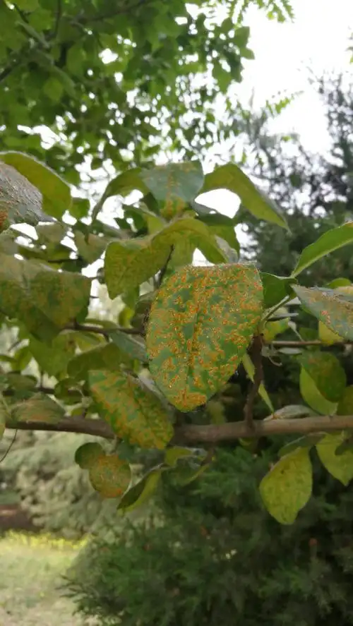 海淀林保情况(第9期)-做好苹桧锈病的防治工作 - 美篇