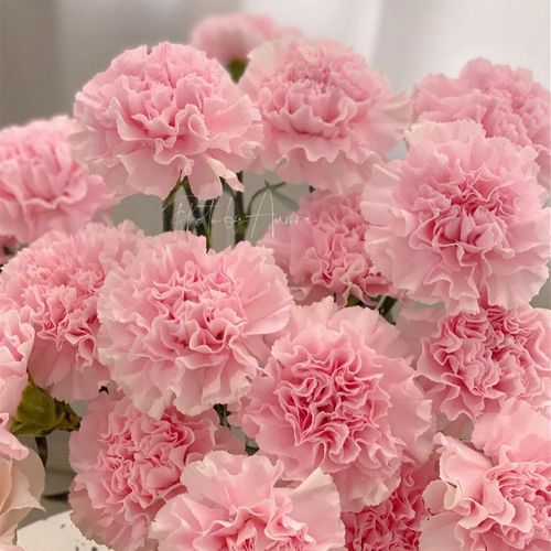 母亲妇女节鲜花云南基地直发粉色康乃馨鲜花水养瓶插花鲜花直发