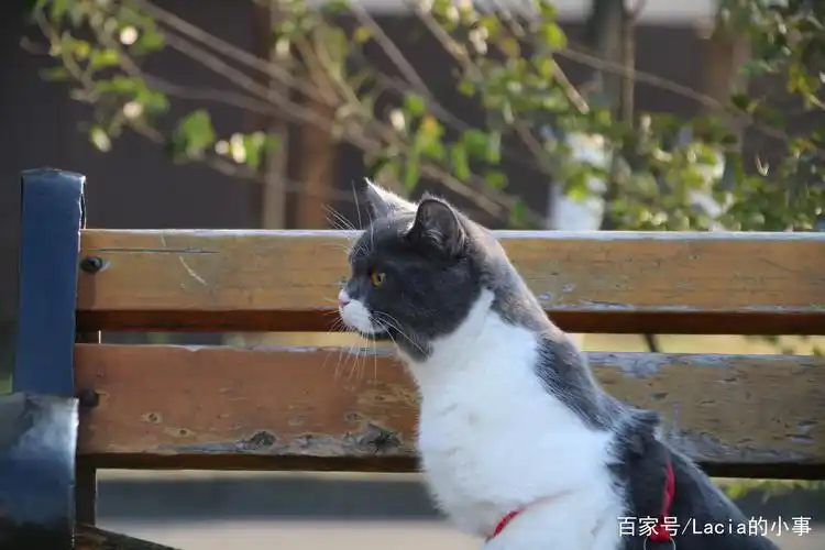 猫的侧影,流露着他的强大和温柔,它是你的骑士,保护着你.