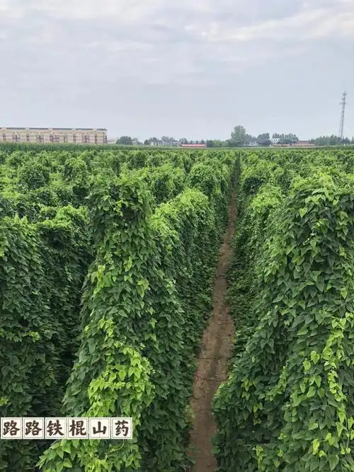 种植垆土铁棍山药基地