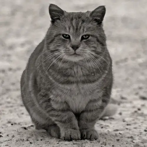 64万字创作天数22天作品粉丝0收藏人数0已完结(共1本)夜墓之下已完结