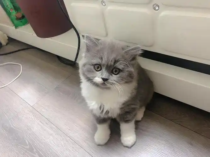 武汉两个月英短小奶猫找新家