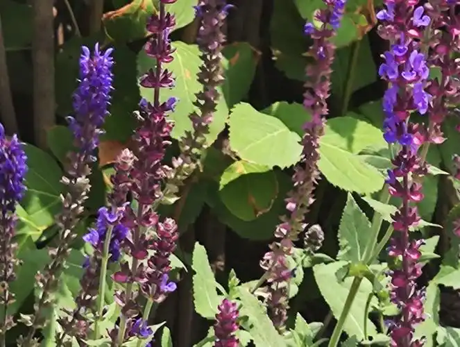 路边紫色小花花