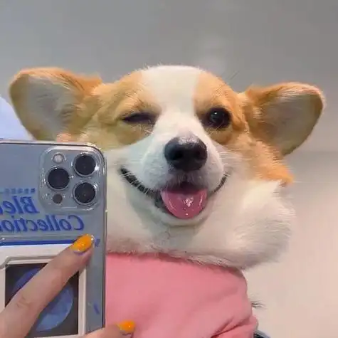 柯基搞笑头像高清可爱